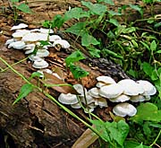 'Fungi' by Asienreisender